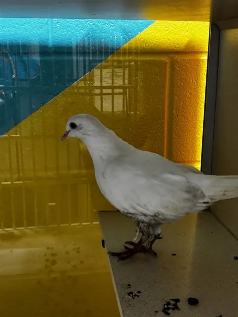 Adoptable Bird