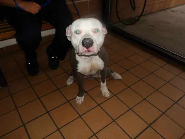 Adoptable Dog