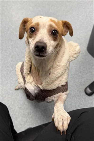 Adoptable Dog