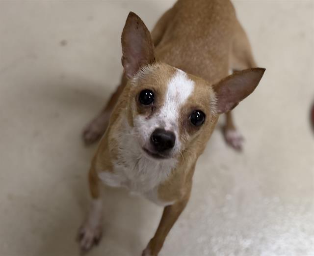Adoptable Dog