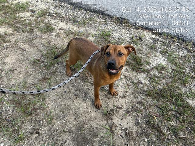 Adoptable Dog