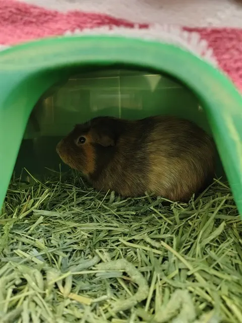 Pickles