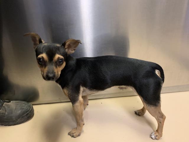 Adoptable Dog