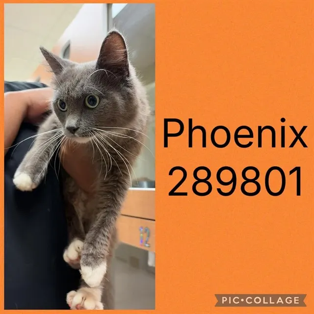 Phoenix