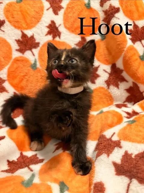 Hoot