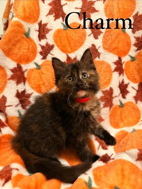 Charm