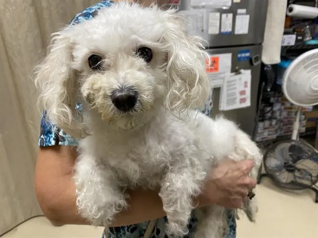 Adoptable Dog