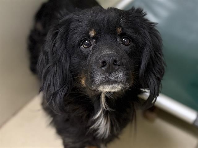Adoptable Dog