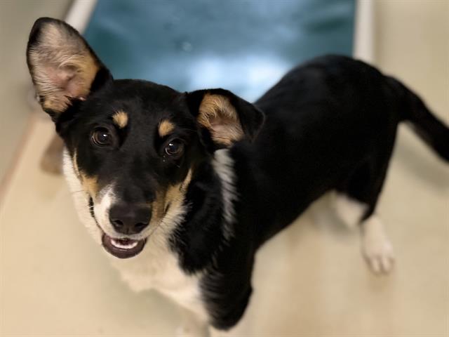 Adoptable Dog