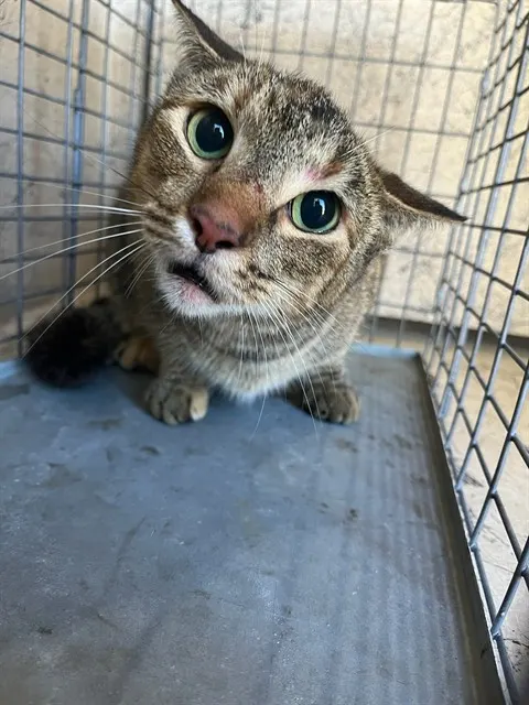 Adoptable Cat