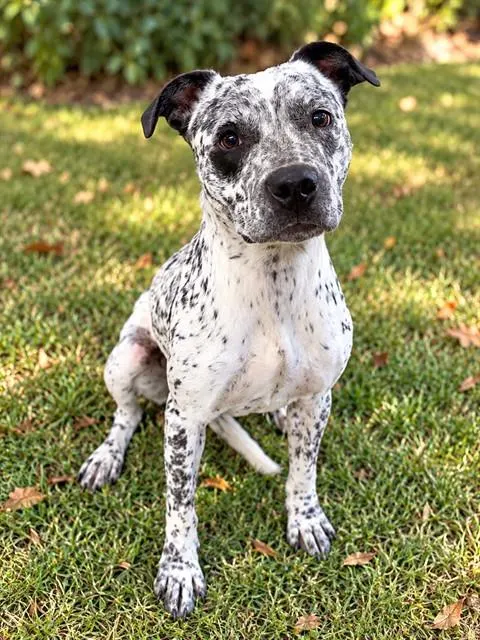 Speckles