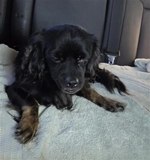Adoptable Dog