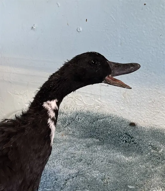 Adoptable Bird