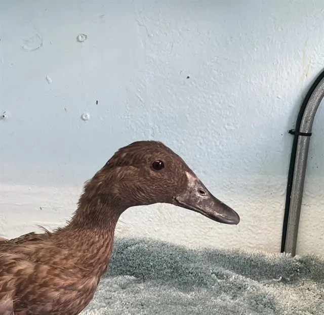 Adoptable Bird