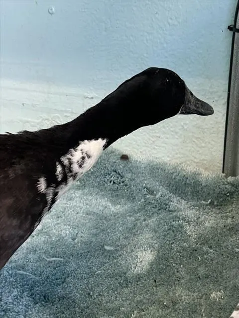 Adoptable Bird