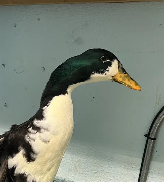 Adoptable Bird
