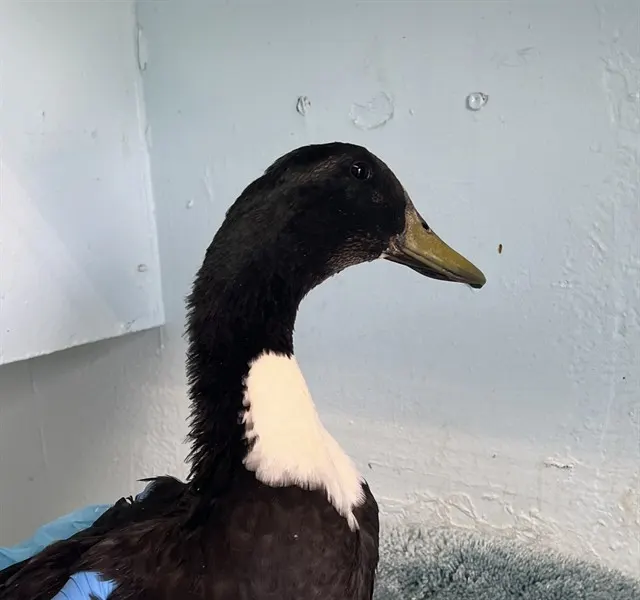 Adoptable Bird