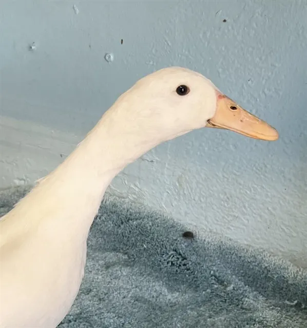 Adoptable Bird