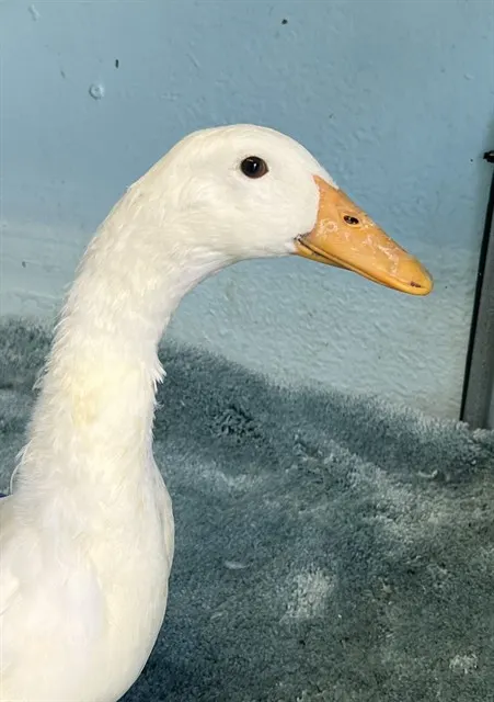 Adoptable Bird