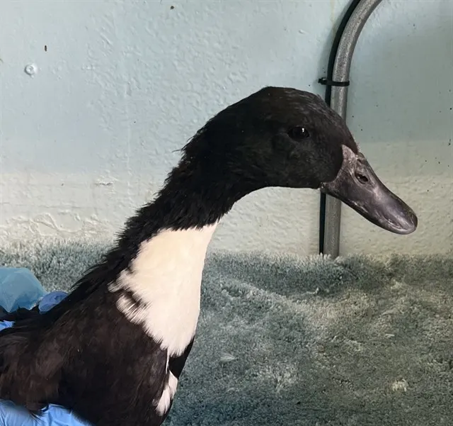 Adoptable Bird