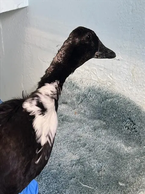 Adoptable Bird