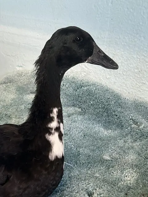 Adoptable Bird