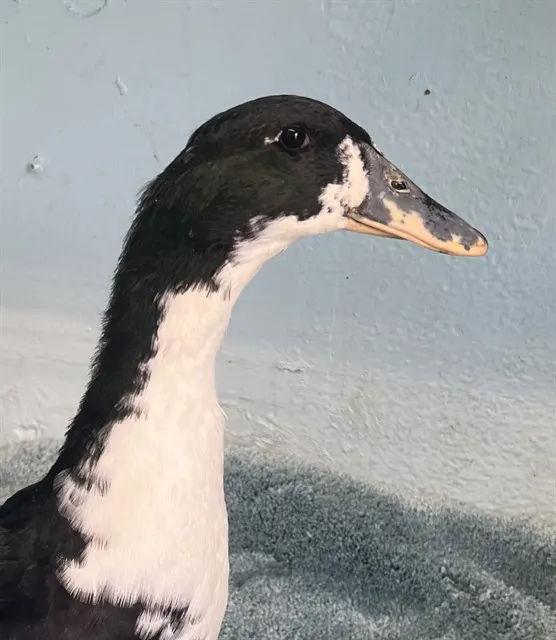 Adoptable Bird