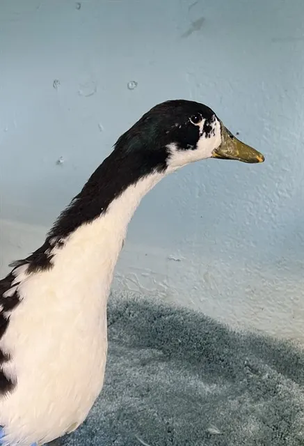 Adoptable Bird
