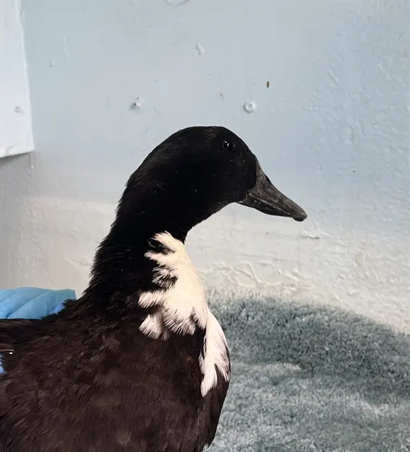 Adoptable Bird