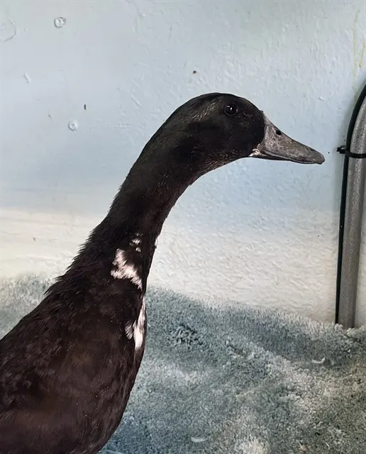 Adoptable Bird
