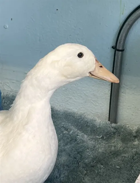 Adoptable Bird