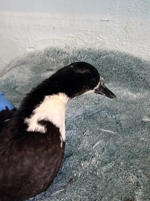 Adoptable Bird