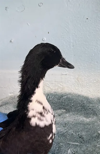 Adoptable Bird