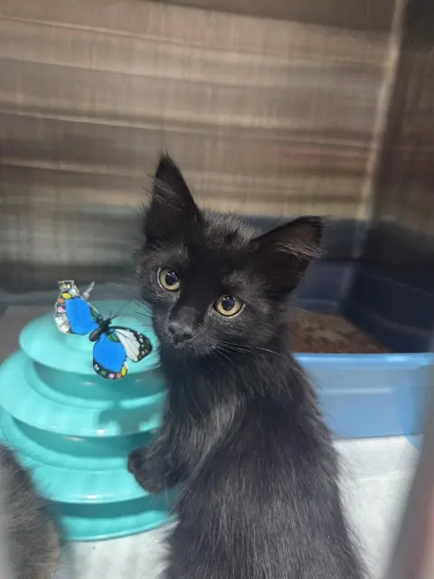 Onyx