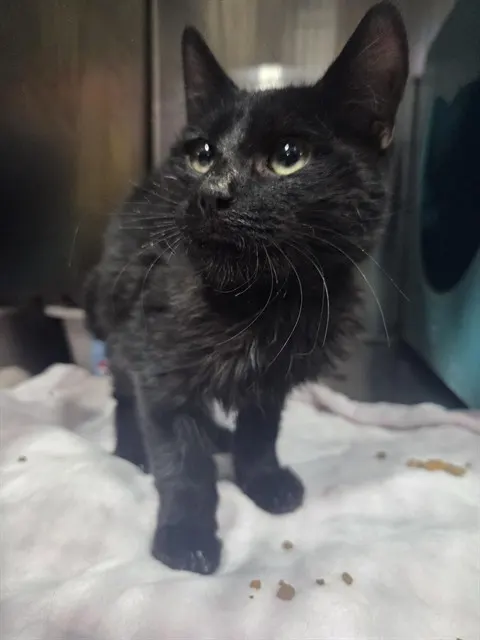 Adoptable Cat