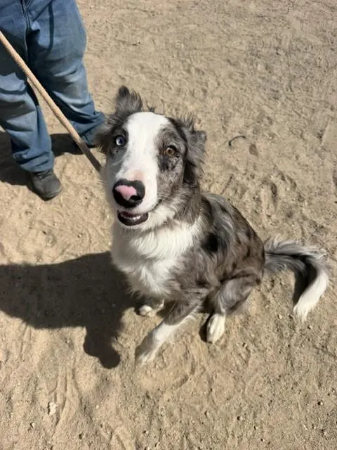 Oscar