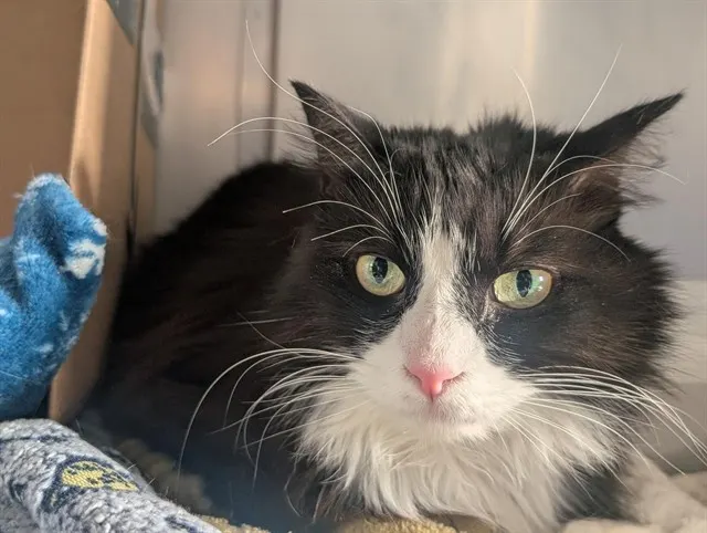 Adoptable Cat