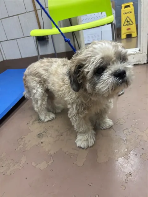Adoptable Dog