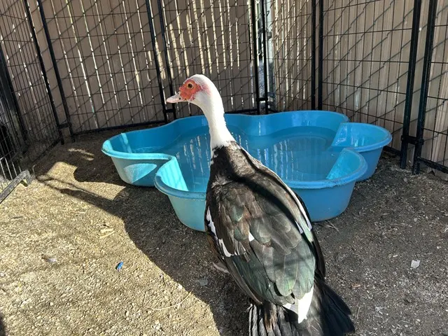 Adoptable Bird