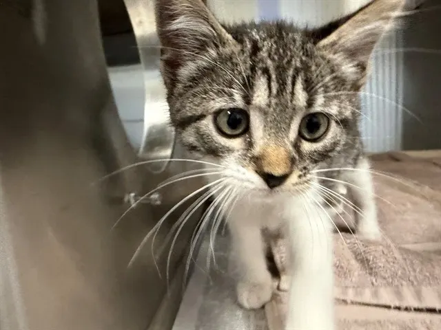 *Penelope