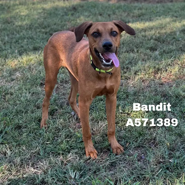 Bandit