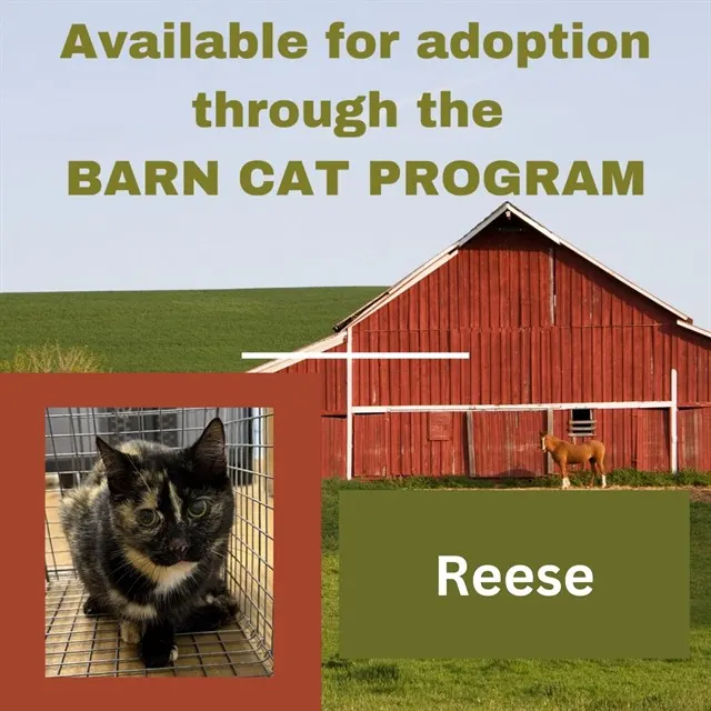 Reese Barn Cat