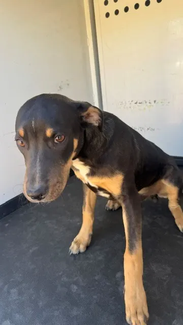 Adoptable Dog