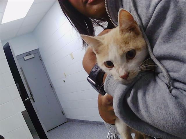 Adoptable Cat