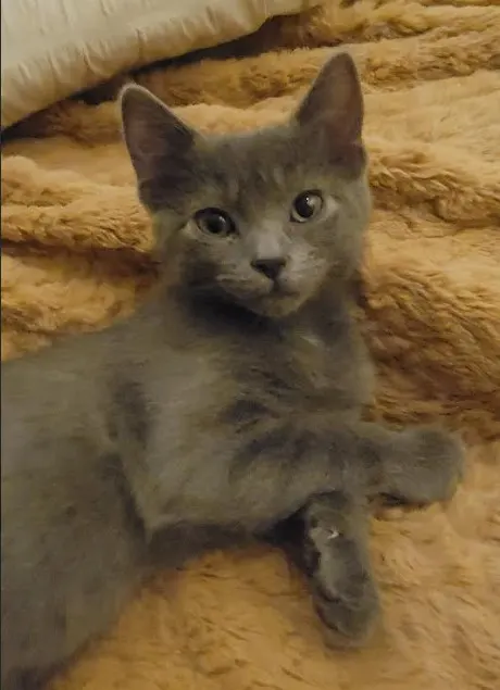 Sesame