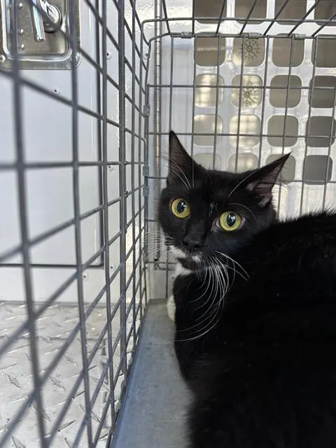 Adoptable Cat