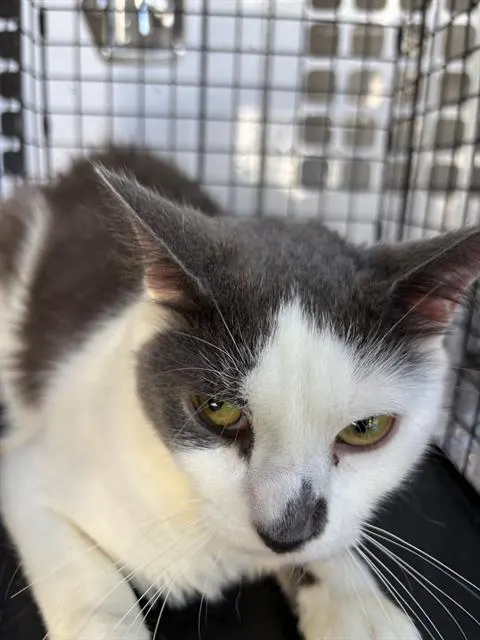 Adoptable Cat