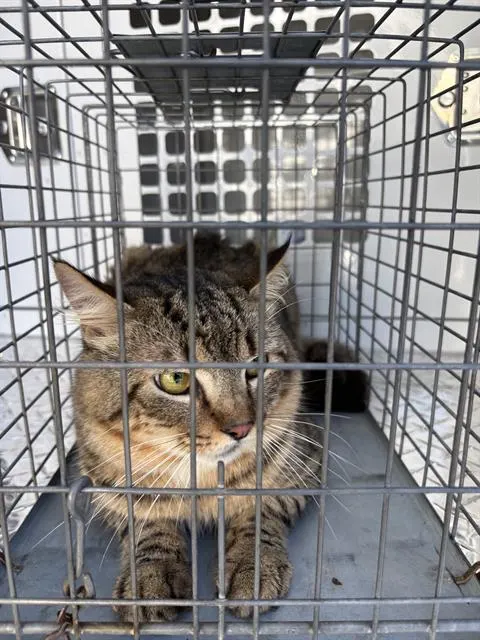 Adoptable Cat