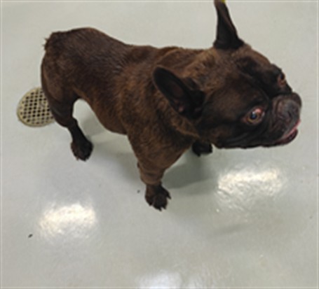 Adoptable Dog