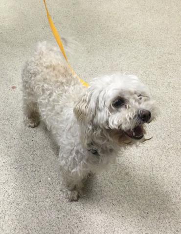 Adoptable Dog
